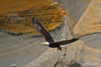 eagle-lunch.jpg