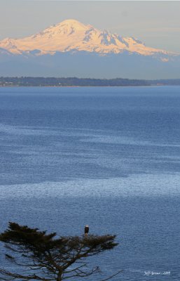 mt.-baker-eagle.jpg