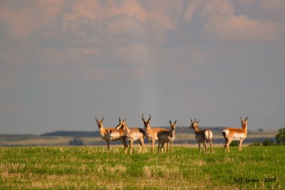 antelope-skyline2.jpg