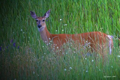 white-tail-doe-grand-forks-.jpg