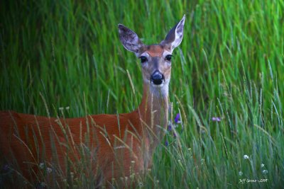 white-tail-doe-grand-forks.jpg