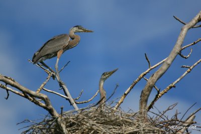 heron-nest.jpg