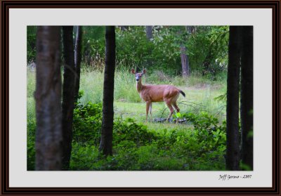 blacktale-deer-framed.jpg