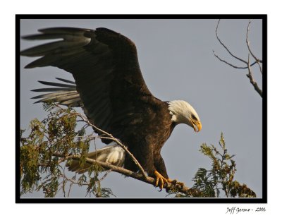 Bald-Eagle-Framed5.jpg