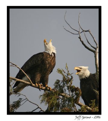 call-of-the-wild-framed.jpg