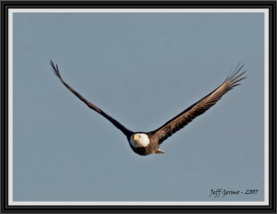 eagle-in-flight-framed.jpg