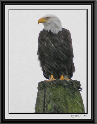 eagle-in-rain.jpg