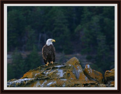 majestic-eagle-framed.jpg