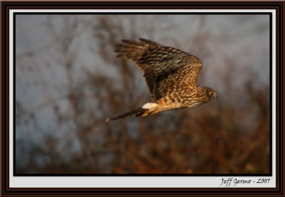 northern-harrier-framed2.jpg