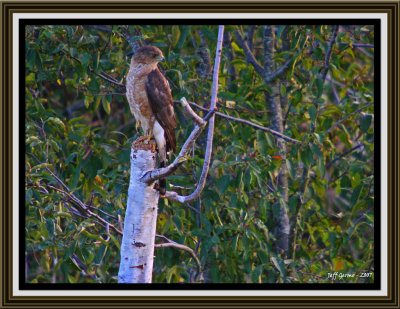 northern-harrier-perched-fr.jpg