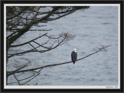 eagle-on-tree-framed.jpg