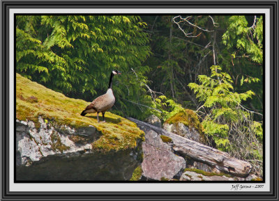 canada-goose-plateau-framed.jpg