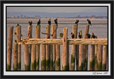 cormorant-council-framed.jpg