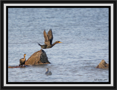 cormorant-takin-off-framed.jpg