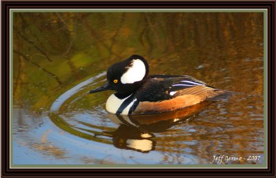 duck-framed-2.jpg