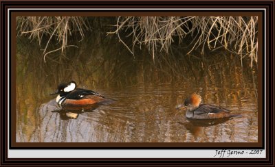 merganser-ducks-framed.jpg