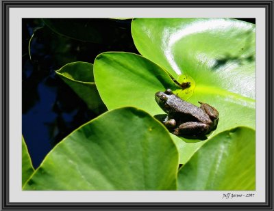 frog-0n-lillypad-framed.jpg