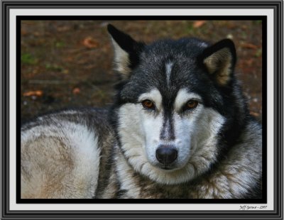 husky-framed.jpg