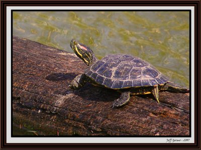 turtle-framed.jpg
