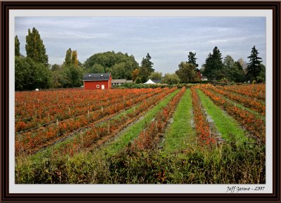 blueberry-farm-framed.jpg