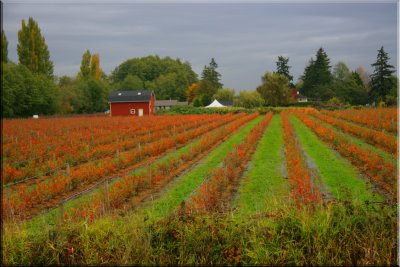 blueberry-farm-framed2.jpg