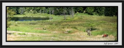 fireweed-panoramic-framed.jpg