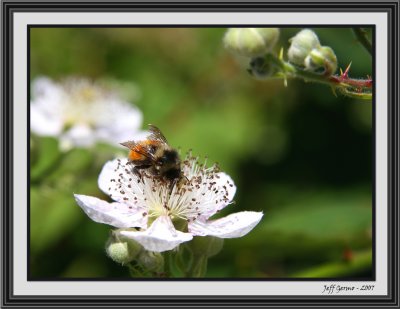 busy-bee-framed.jpg