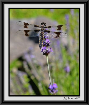doublewinged-dragonfly-fram.jpg