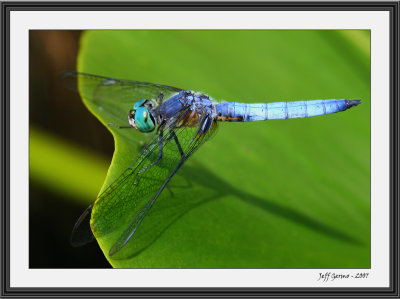 dragonfly-framed.jpg