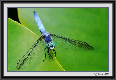 dragonfly-framed2.jpg