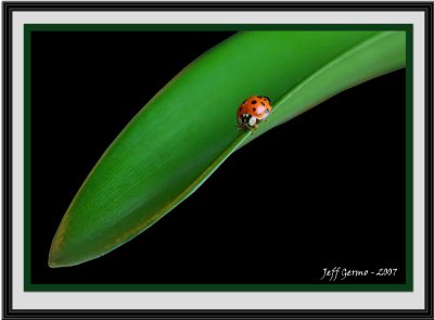ladybug-framed.jpg
