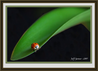 ladybug-framed2.jpg