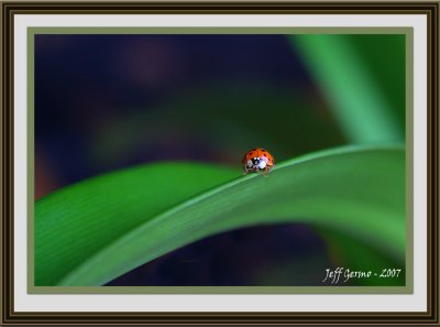 ladybug-framed3.jpg