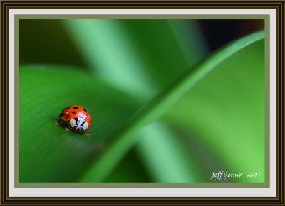 ladybug-framed4.jpg
