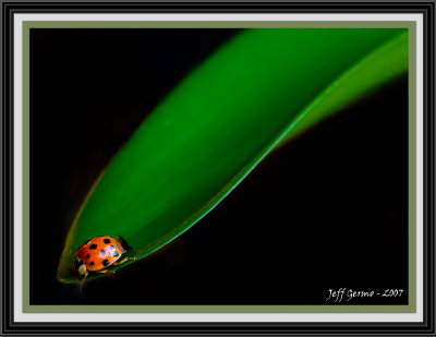 ladybug-framed5.jpg