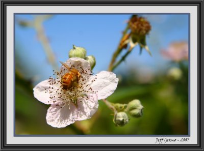 pollination-framed.jpg