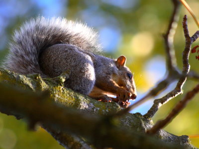 squirrel1.jpg