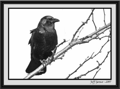 crow-framed.jpg