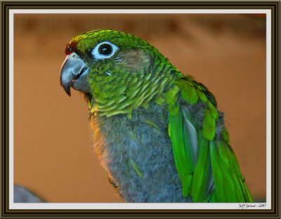 louise-parrot.jpg