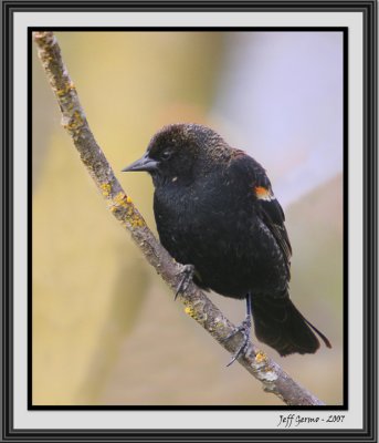 redwinged-blackbird2-framed.jpg