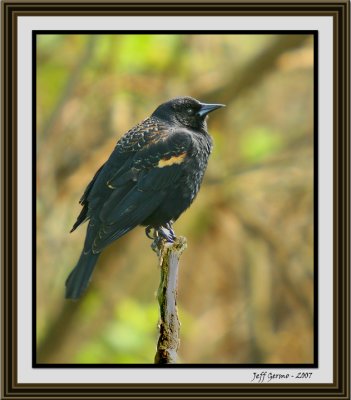 redwinged-blackbird-framed.jpg