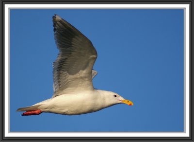 seagull-framed-2.jpg