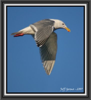 seagull-framed2.jpg