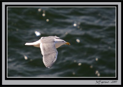 seagull-framed.jpg