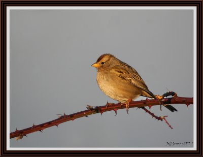 song-bird-framed.jpg