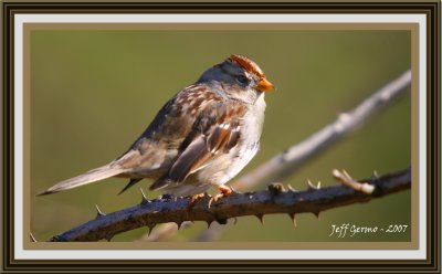 sparrow-framed.jpg