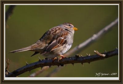 sparrow-framed2.jpg