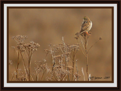sparrow-framed6.jpg