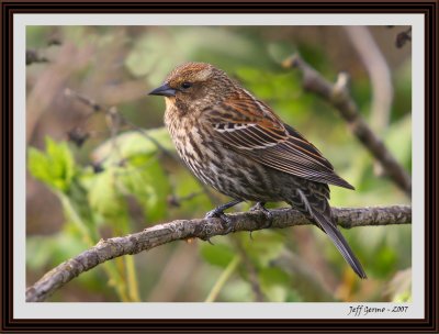 sparrow-framed7.jpg