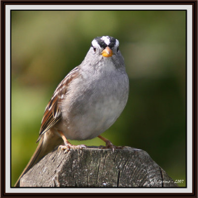 sparrow-framed8.jpg